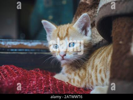 Süße orangefarbene, blauäugige Katze Stockfoto