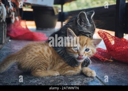 Süße orangefarbene, blauäugige Katze Stockfoto