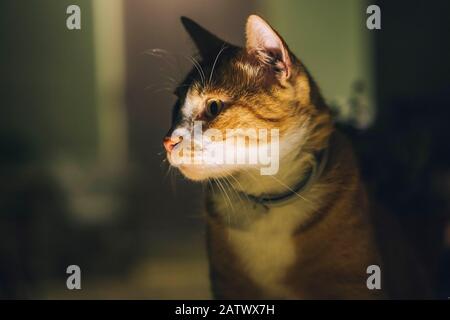 Orangefarbene Katze über der Lampe Stockfoto