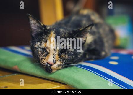 Schlafende, witzig aussehende Katze Stockfoto