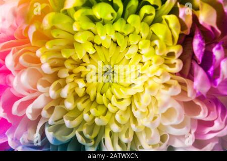 Bunter Blumenhintergrund. Nahaufnahme Stockfoto