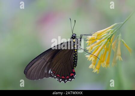 Nahaufnahme von schwarzem Schwalbenschwanz Schmetterling auf gelber Blüte mit weichem Pastellhintergrund Stockfoto