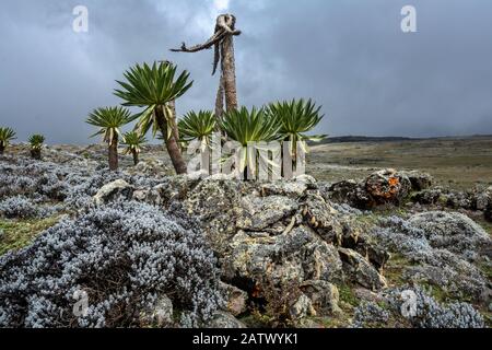 Äthiopien Bale Mountains nationalpark Stockfoto