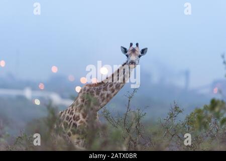 Giraffe in der Wildnis Afrikas Stockfoto