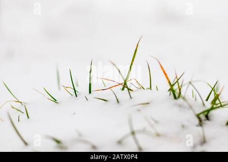 Schneebedecktes Gras - grünes Gras blieb unter dem Schnee hängen Stockfoto