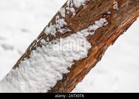 Weißer Schnee auf einem Baumstamm im Winter, Schnee im Hintergrund Stockfoto