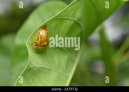 Ein goldener Schildkrötenkäfig (Charidotella sexpunctata), der auf einem Morgenglorblatt krabbelt. Surakarta, Indonesien. Stockfoto