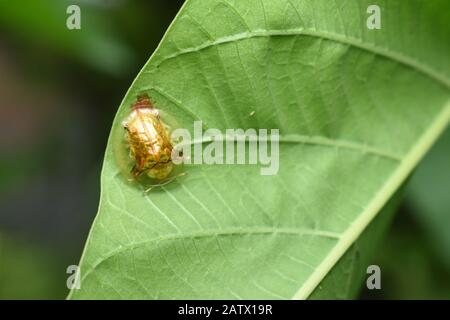 Ein goldener Schildkrötenkäfig (Charidotella sexpunctata), der auf einem Morgenglorblatt krabbelt. Surakarta, Indonesien. Stockfoto