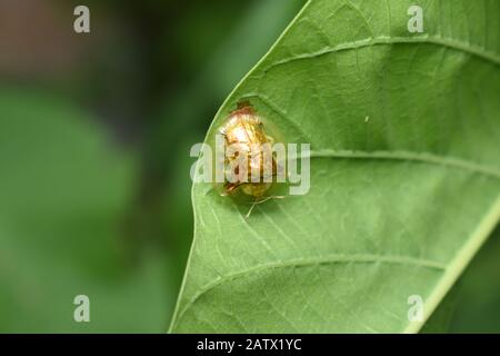 Ein goldener Schildkrötenkäfig (Charidotella sexpunctata), der auf einem Morgenglorblatt krabbelt. Surakarta, Indonesien. Stockfoto