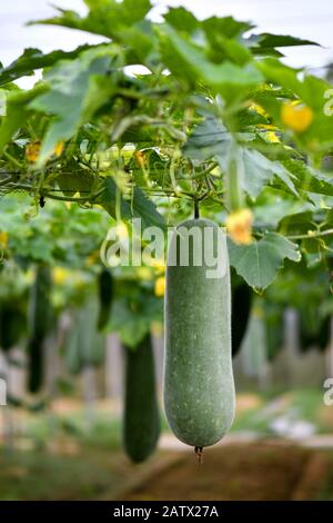 Hängende Wintermelonenpflanze mit gelber Blüte und Früchten