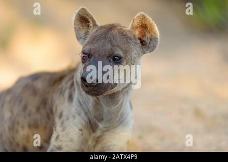 Hyänenporträt in der afrikanischen Wildnis Stockfoto