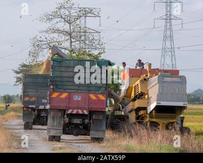 Den Korntank eines Mähdreschers in einen Anhänger/Lastwagen entladen Stockfoto