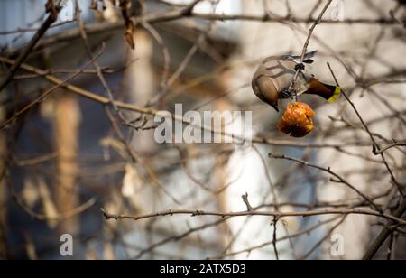 Hungrig waxwing apple Essen auf einem Baum im Frühling Garten. Stockfoto