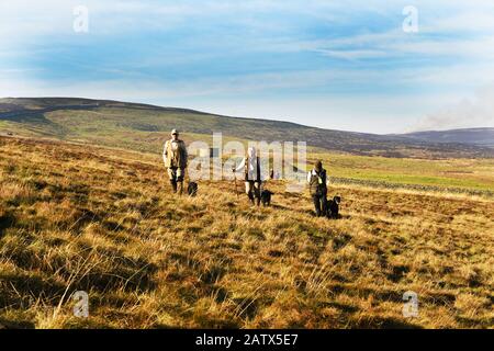 Trainingseinheit "Gun Dogs" Barden moor Yorkshire Dales UK Stockfoto