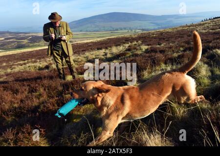 Ein Hund jagt seinen Dummy-Vogel während der Trainingseinheit "Gun Dogs" Barden moor Yorkshire Dales UK Stockfoto