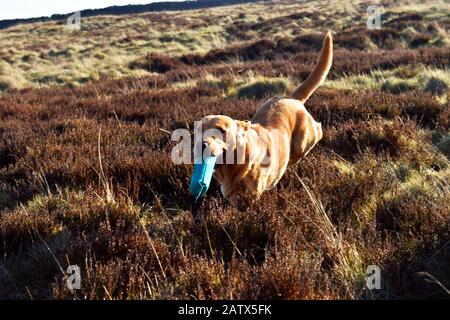 Ein Waffenhund läuft mit seinem Dummy-Vogel während einer Trainingseinheit für Waffenhunde Barden moor Yorkshire Dales UK Stockfoto