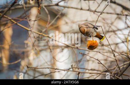 Hungrig waxwing apple Essen auf einem Baum im Frühling Garten. Stockfoto