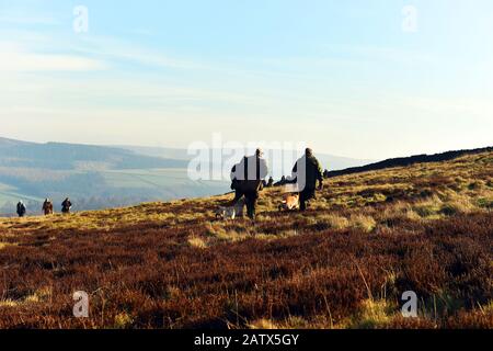 Trainingseinheit "Gun Dogs" Barden moor Yorkshire Dales UK Stockfoto