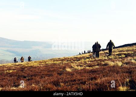 Trainingseinheit "Gun Dogs" Barden moor Yorkshire Dales UK Stockfoto