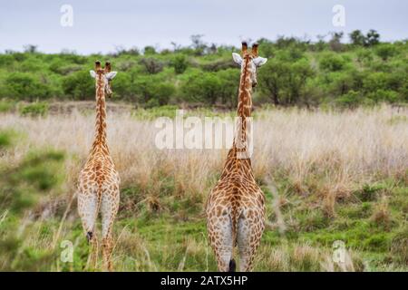 Ein Paar Giraffen, die über dem umliegenden Grasland in Nambiti Private Game Reserve (Kwazulu Natal, Südafrika) ragen Stockfoto