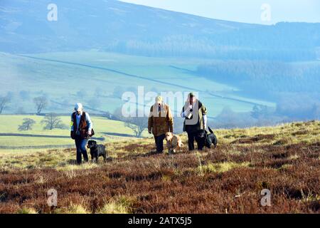 Waffenhunde Trainingseinheit Barden moor Yorkshire Dales UK drei Frauen gehen mit ihren Hunden durch das Moor Stockfoto