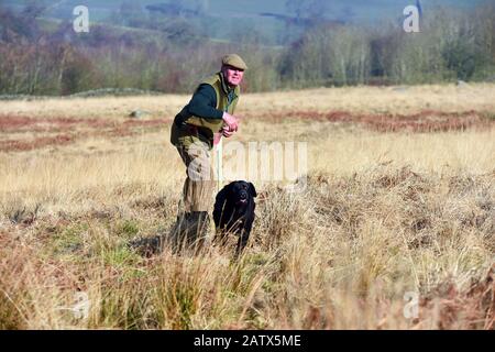 Waffenhunde Trainingseinheit Barden moor Yorkshire Dales UK ein Wildhüter trainiert seinen Hund, um einen Dummy-Vogel zu holen. Stockfoto