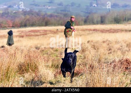 Waffenhunde Trainingseinheit Barden moor Yorkshire Dales UK ein Wildhüter trainiert seinen Hund, um einen Dummy-Vogel zu holen. Stockfoto