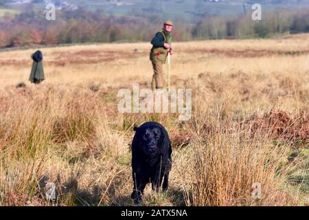 Waffenhunde Trainingseinheit Barden moor Yorkshire Dales UK ein Wildhüter trainiert seinen Hund, um einen Dummy-Vogel zu holen. Stockfoto