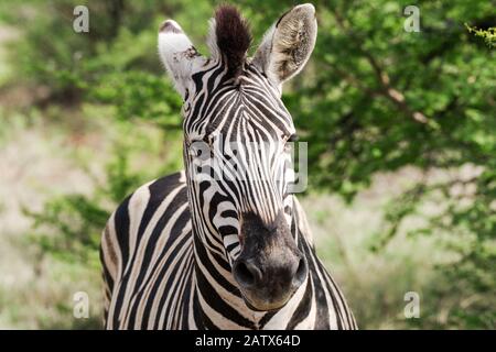 Zebra in Namiti Big 5 Private Game Reserve, Kwa Zulu-Natal‎ - Südafrika Stockfoto