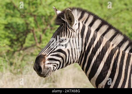 Zebra in Namiti Big 5 Private Game Reserve, Kwa Zulu-Natal‎ - Südafrika Stockfoto