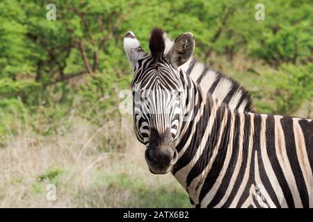 Zebra in Namiti Big 5 Private Game Reserve, Kwa Zulu-Natal‎ - Südafrika Stockfoto