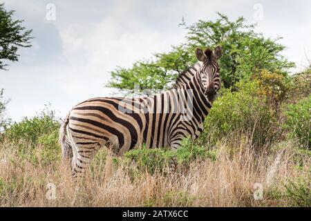 Zebra in Namiti Big 5 Private Game Reserve, Kwa Zulu-Natal‎ - Südafrika Stockfoto