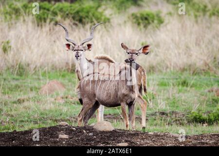 Paar von Kudus, männlich und weiblich, in Nambiti Private Game Reserve - Kwazulu Natal, Südafrika Stockfoto