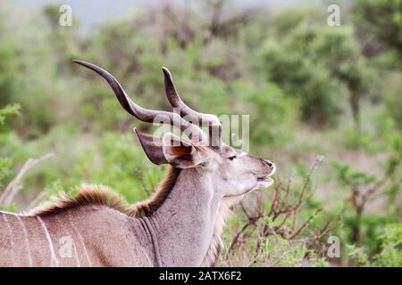Männlicher Kudu in Nambiti Private Game Reserve - Kwazulu Natal, Südafrika Stockfoto
