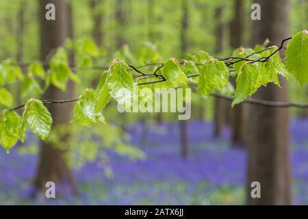 Fagus sylvatica Frühling neue Blätter blühen in Hallerbos, Belgien Stockfoto