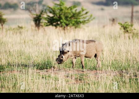 Warthog überquert die Savanne im Namiti Private Game Reserve - KwaZulu-Natal, Südafrika Stockfoto