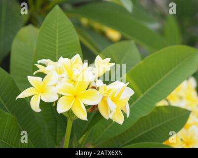 Frangipani, Plumeria, Tempel, Gelbe Blume Des Friedhofsbaums auf verschwommenem Naturhintergrund Stockfoto