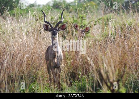 Männer- und Frauenkudu, die in hohem Gras in Nambiti Private Game Reserve stehen - Kwazulu Natal, Südafrika Stockfoto