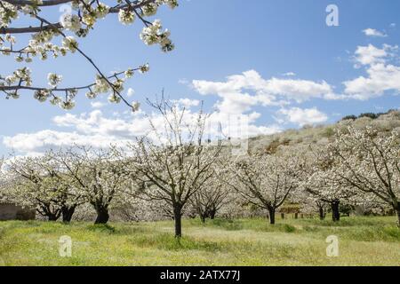 Schöne Frühlingshirschblüten in Valle del Jerte, Extremadura, Spanien Stockfoto