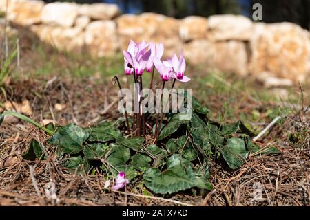 Blassrosa, cyclamen Persicum, in der Nähe eines Steinzauns, in einem Wald in der Nähe von Jerusalem, Israel Stockfoto