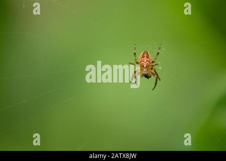 Ein männlicher europäischer Gartenspinne (Araneus diadematus) mit seiner Beute im Netz. Stockfoto