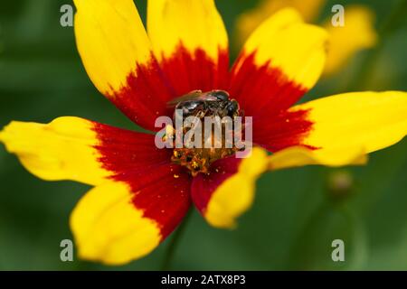 Eine weibliche Lasioglossum Calceatum Schwitzbiene, die Nektar aus einer Coreopsis verticillata Sizzle & Spice Curry Up Kultivarblume in einem Garten in Großbritannien sammelt. Stockfoto