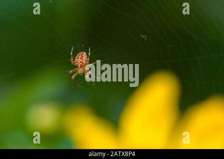 Ein männlicher europäischer Gartenspinne (Araneus diadematus) im Netz. Stockfoto