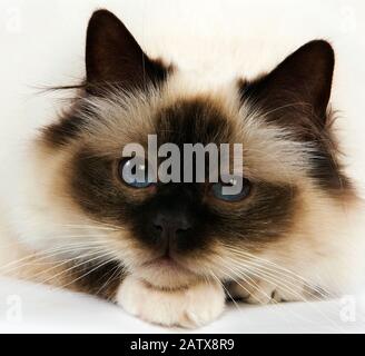 Dichtung Birmanese Hauskatze, Erwachsene mit blauen Augen legte gegen den weißen Hintergrund Stockfoto