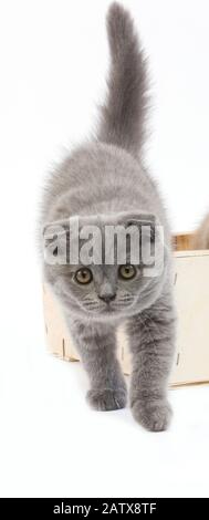 Scottish Fold Katze, blau 2 Monate alte Kätzchen in Crateful Hintergrund weiß Stockfoto