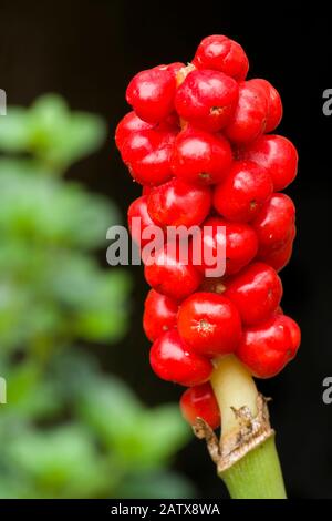 Die Beeren des italienischen Arum (Arum italicum) in einem englischen Garten im Sommer. Stockfoto