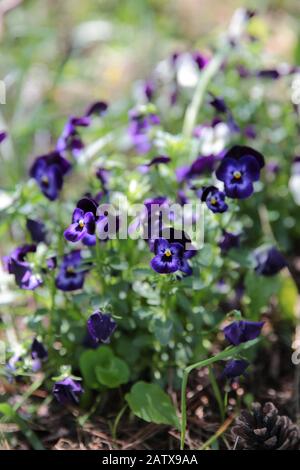 Symphytum officinale nach Regen an einem bewölkten Tag Stockfoto