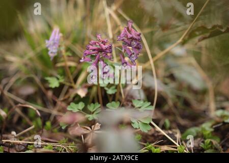 Symphytum officinale nach Regen an einem bewölkten Tag Stockfoto