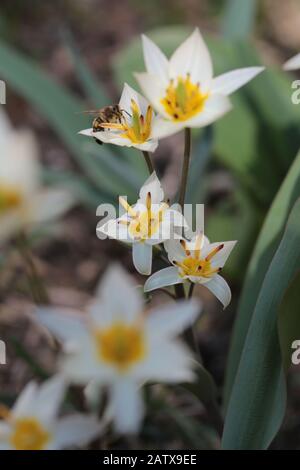 Tulipa turkestanica, bestäubt durch eine Biene im Frühjahr Stockfoto