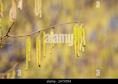 Catkins, die die männlichen Blumen des Haselnussbaums enthalten - Corylus bei einem Frühlingssonnen. Stockfoto